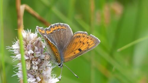 Lycaena hippothoe